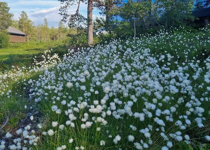 Modern At Blefjell
